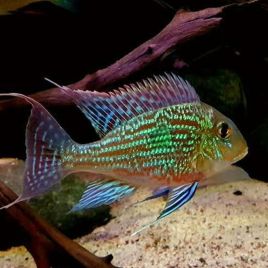 Geophagus sveni lot de 2 4-5 cm superbe !!!cm 34,50 €