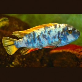 Labeotropheus trewavasae marmelade 7-8 cm le couple 37,50 €