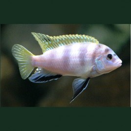 Labidochromis Perlmutt Mara Reef le couple 8-10cm 37,50 €