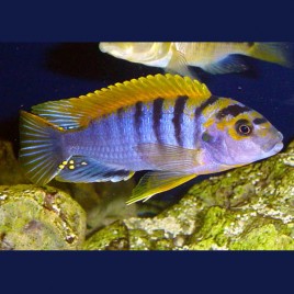 Labidochromis Hongi super red top 8-10cm le couple 27,50 €