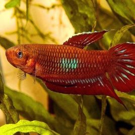 Betta coccina lot de 5 19,50 €