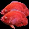 Astronotus Ocellatus Red chili 5-6 cm