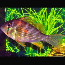 Acarichthys heckelli - Acara de Heckel 5-6cm lot de 2 