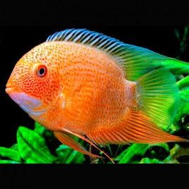 Heros severum red spotted 5-6  cm-Superbes lot de 2