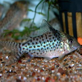 Corydoras ambiacus lot de 2