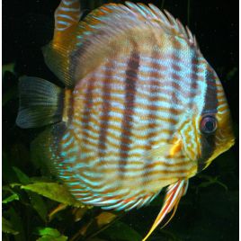 Discus sauvage Heckel 9-12cm 127,50 €