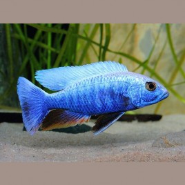 Sciaenochromis fryeri 7-8 cm le couple 19,50 €