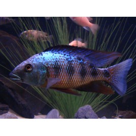 Fossorochromis Rostratus 12-14 cm le couple  89,50 €