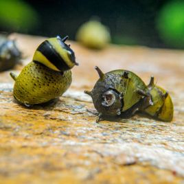 Neritina Sp chevelus (escargots mangeur d'algues d'eau douce) lot de 3