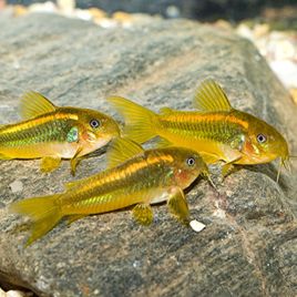 Corydoras Sp Neon gold Stripe 