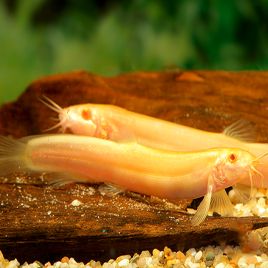 Misgurnus Anguillicaudatus Albinos - Barometres 6-8 cm lot de 2