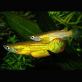 Aplocheilus Lineatus gold 5-6cm