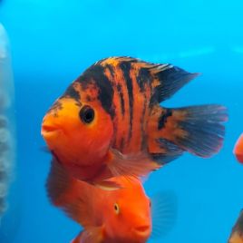 Cichlasoma Perroquet red tiger 10-12cm SUPERBE