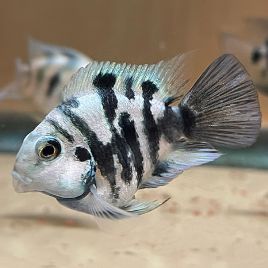 Cichlasoma parrot blue polar lot de 2