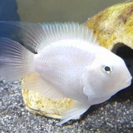 Cichlasoma parrot super white lot de 2