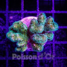 Bouture Pocillopora Damicornis vert 2-3 cm