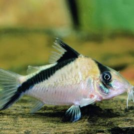 Corydoras davidsandsi 4 cm lot de 2