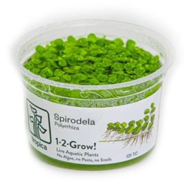 Tropica 1-2-Grow! Spirodela polyrrhiza