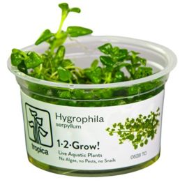 Tropica 1-2-Grow! Hygrophila serpyllum