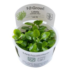Tropica 1-2-Grow! Lobellia cardinalis mini