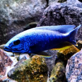 Sciaenochromis fryeri iceberg 9-10cm le couple SUPERBE