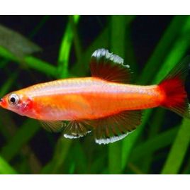 Tanichthys Albonubes gold lot de 3 