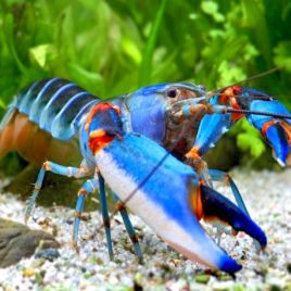 Cherax alyciae - lobster blue kong lot de 2 69,50 €