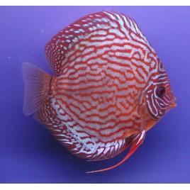 Discus Turquoise rouge Stendker d'élevage Allemand 8 cm 39,50 €