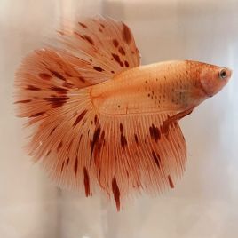 Betta mâles armagedon