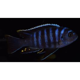 Cynotilapia zebroides narungu 4-6cm F1 les 2