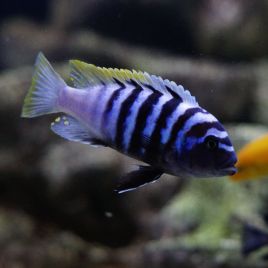 Cynotilapia zebroides mbenji 4-6cm F1