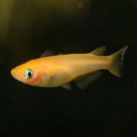 Oryzia latipes orange