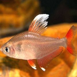 Hyphessobrycon Bentosi white fin 2-3cm