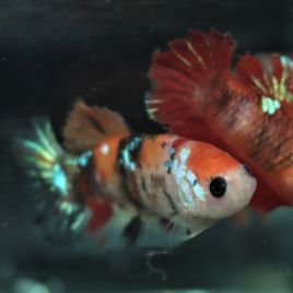 Betta femelle Koi nemo