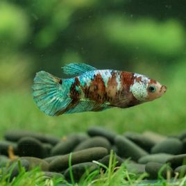 Betta femelle Koi galaxy