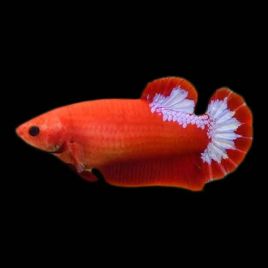 betta femelle hellboy