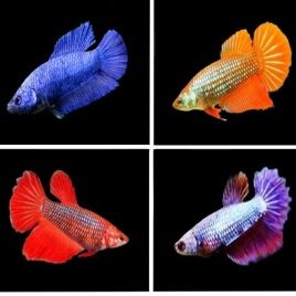 Betta femelle superdelta lot de 2