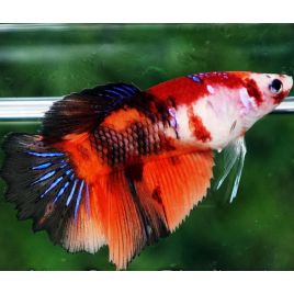 Betta femelle Koi nemo super delta lot de 2