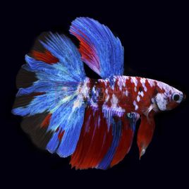 Betta mâle koï galaxy superdelta