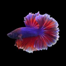 Betta mâle butterfly