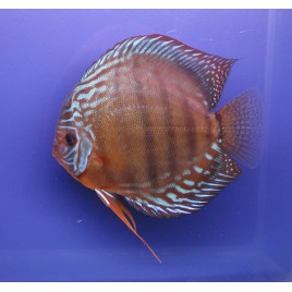 Discus Alenquer Stendker d'élevage Allemand 5 cm 27,50 €