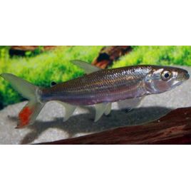 Hydrocynus Goliath (Poisson tigre goliath) 10-12cm 147,50 €