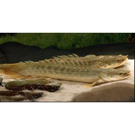 Polypterus Lapradei 20-25cm 39,50 €