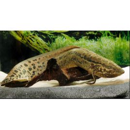 Protopterus Annextens 20-25cm 39,50 €