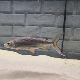 Hydrocynus Vittatus XL 25cm  450,00 €