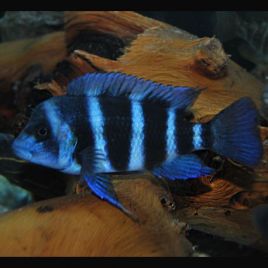 Cyphotilapia Frontosa Blue Zaire Moba 25-30cm femelle