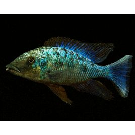 Fossorochromis Rostratus 10-12 cm les 2