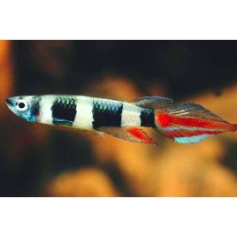 Epiplatys annulatus lot de 5 15,00 €