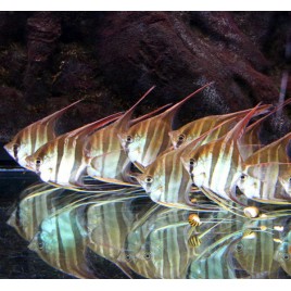 Pterophyllum-Scalaires Altum Orinoco 10 cm superbes et parfaitement acclimatés.   89,50 €