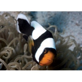 Amphiprion Polymnus : 2.5 à 4 cm  17,90 €